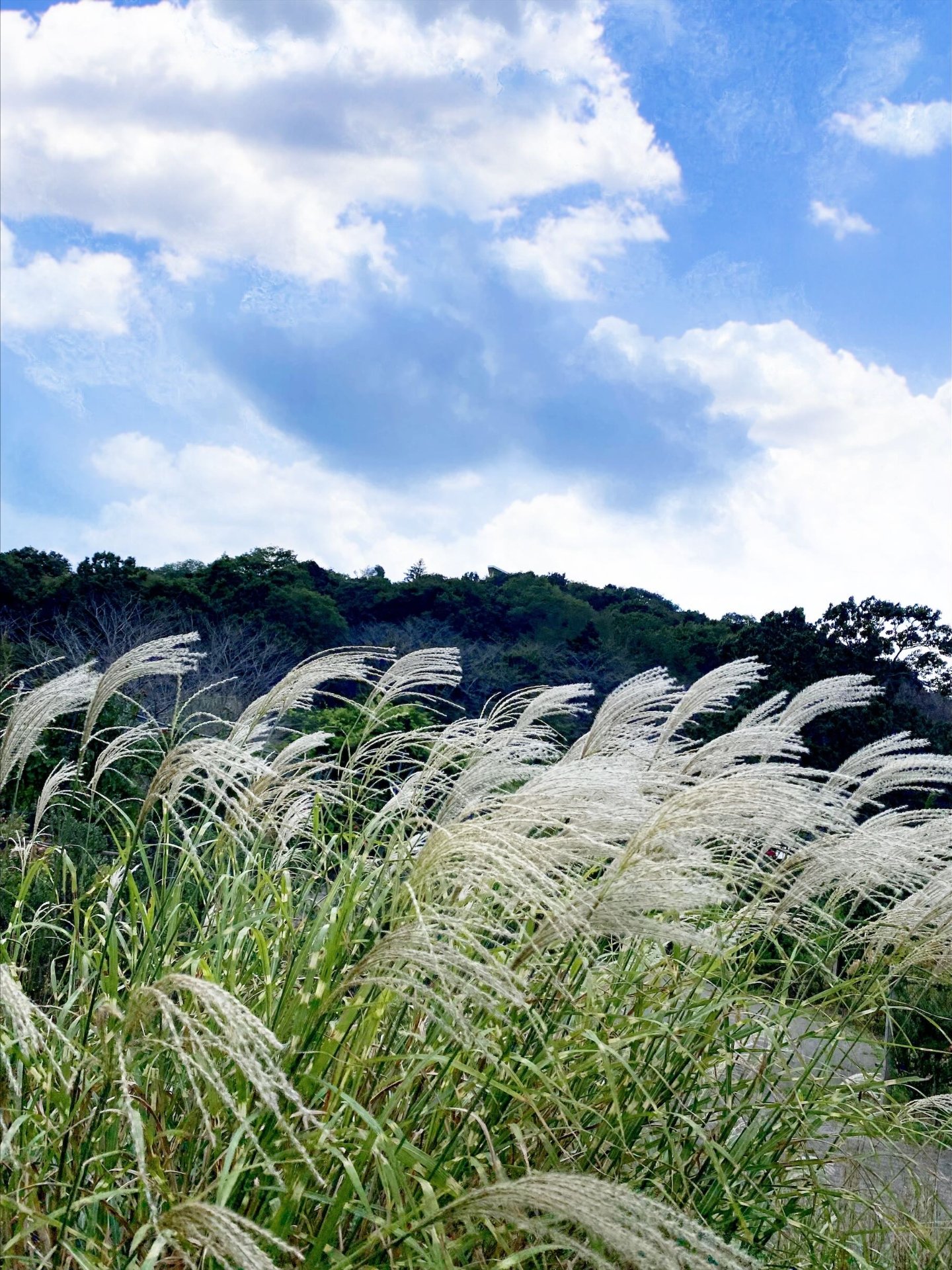 写真加工 大人の小学校